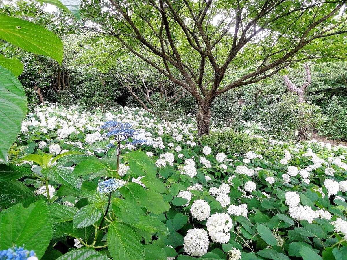 大岛ホライゾン别墅 外观 照片